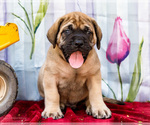 Small Photo #47 Mastiff Puppy For Sale in WAKARUSA, IN, USA