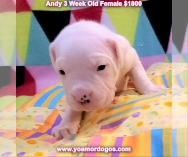 Medium Photo #27 Dogo Argentino Puppy For Sale in JANE, MO, USA