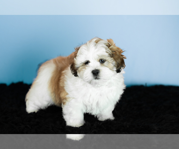 Medium Photo #4 Zuchon Puppy For Sale in WOLCOTTVILLE, IN, USA