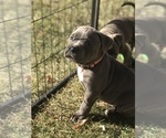 Small Photo #22 American Bully Puppy For Sale in LOVELAND, CO, USA