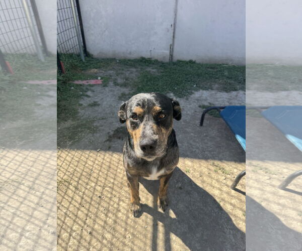 Medium Photo #2 Rottweiler-Unknown Mix Puppy For Sale in Rowlett, TX, USA