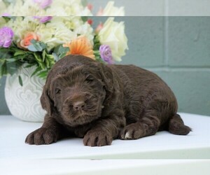 Newfypoo Puppy for sale in FREDERICKSBG, OH, USA