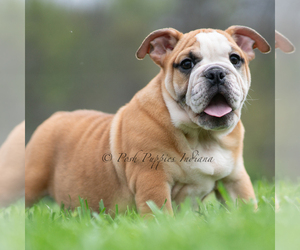 Medium English Bulldog
