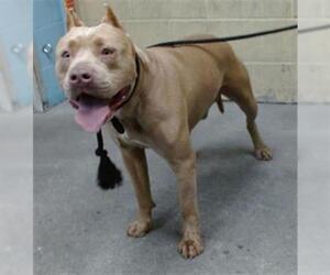 Mutt Dogs for adoption in Downey, CA, USA