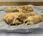 Small Photo #8 Labradoodle Puppy For Sale in PERRY, GA, USA