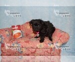 Small Photo #11 Poodle (Toy)-Yorkshire Terrier Mix Puppy For Sale in SANGER, TX, USA