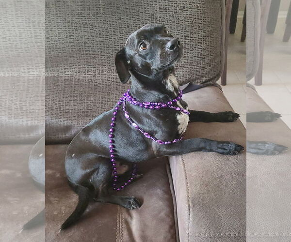 Medium Photo #1 Chiweenie Puppy For Sale in Rosenberg, TX, USA
