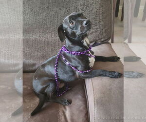 Chiweenie Dogs for adoption in Rosenberg, TX, USA