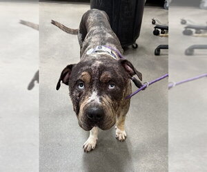 Mutt Dogs for adoption in Forestville, MD, USA