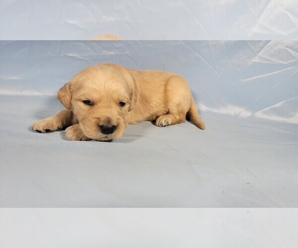 Medium Photo #1 Golden Retriever Puppy For Sale in BLACK FOREST, CO, USA