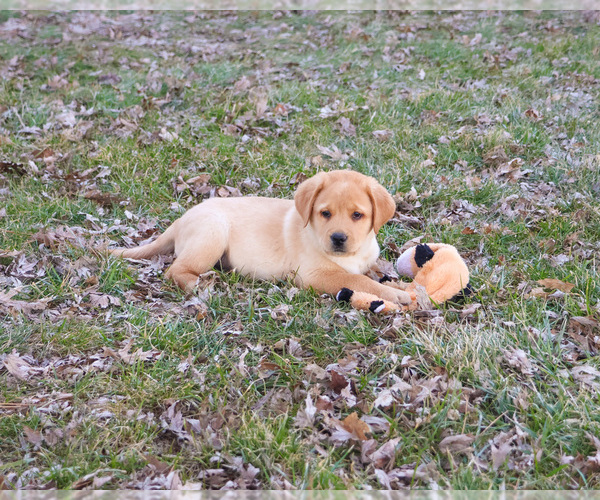Medium Photo #5 Labrador Retriever Puppy For Sale in SYRACUSE, IN, USA