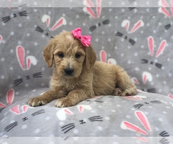 Medium Photo #8 Goldendoodle Puppy For Sale in LAKELAND, FL, USA
