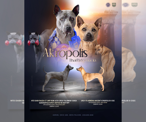 Medium Photo #1 Thai Ridgeback Puppy For Sale in AKRON, OH, USA