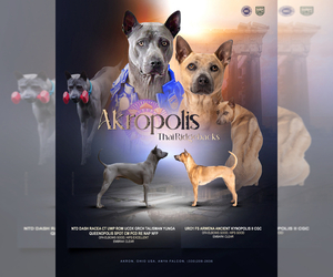 Thai Ridgeback Litter for sale in AKRON, OH, USA