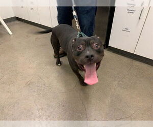 American Pit Bull Terrier Dogs for adoption in Berkeley , CA, USA