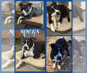 American Pit Bull Terrier-Unknown Mix Dogs for adoption in Spotsylvania, VA, USA