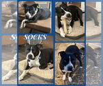 Small American Pit Bull Terrier Mix