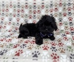 Small #3 Shih-Poo