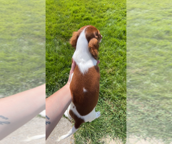 Medium Photo #2 Dachshund Puppy For Sale in HILLSBORO, KY, USA