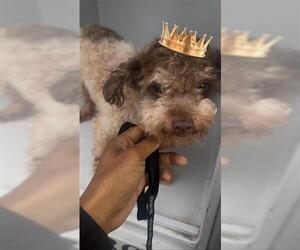 Poodle (Miniature) Dogs for adoption in Houston, TX, USA