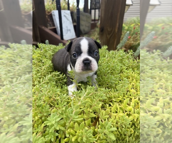 Medium Photo #8 Boston Terrier Puppy For Sale in FREDONIA, KS, USA