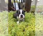 Small #7 Boston Terrier