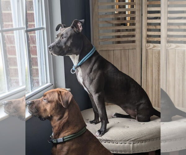 Medium Photo #9 American Pit Bull Terrier-Unknown Mix Puppy For Sale in Germantown, OH, USA