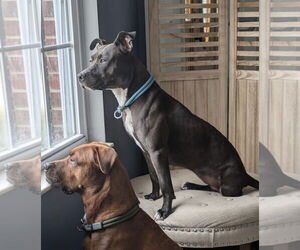 Thea - Female American Pit Bull Terrier-Unknown Mix Dog for Adoption - Photo #9