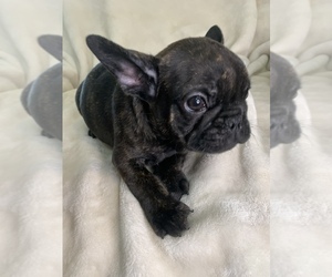 French Bulldog Puppy for Sale in MBORO, Tennessee USA