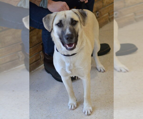 Medium Photo #1 Mutt Puppy For Sale in Enfield, CT, USA