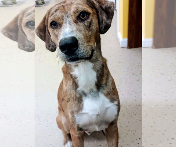 Medium Photo #3 Catahoula Leopard Dog Puppy For Sale in York, SC, USA