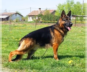 Father of the German Shepherd Dog puppies born on 06/27/2022