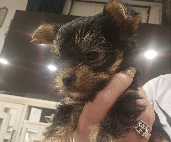 Medium Photo #4 Yorkshire Terrier Puppy For Sale in SALEM, OR, USA