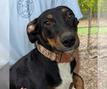 Winniewinkle - Female Dachshund-Unknown Mix Dog for Adoption - Small photo