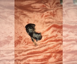 Poodle (Toy)-Yorkshire Terrier Mix Puppy for sale in SHELBY, NC, USA