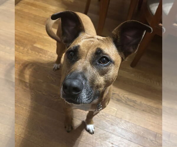 Medium Photo #3 Boxer-Unknown Mix Puppy For Sale in Boston, MA, USA