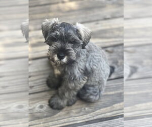 Mutt Dogs for adoption in Dana Point, CA, USA