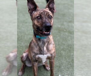 Dutch Shepherd -Unknown Mix Dogs for adoption in Upland, CA, USA
