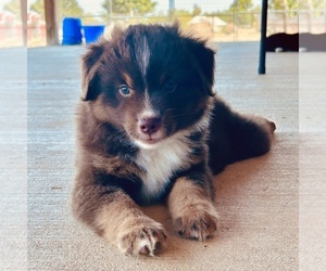 Miniature Australian Shepherd Puppy for sale in CANTON, TX, USA