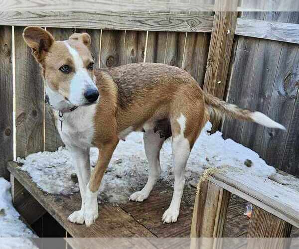 Medium Photo #3 Border Collie-Unknown Mix Puppy For Sale in Waterloo, IA, USA
