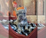 Small Photo #11 French Bulldog Puppy For Sale in ROSEVILLE, CA, USA