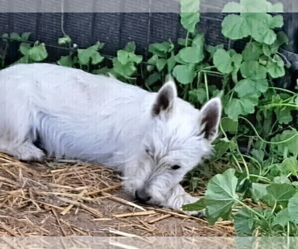 Medium Photo #9 West Highland White Terrier Puppy For Sale in WHITEWOOD, SD, USA