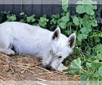 Small Photo #9 West Highland White Terrier Puppy For Sale in WHITEWOOD, SD, USA