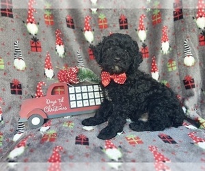 Cock-A-Poo Puppy for sale in LAKELAND, FL, USA