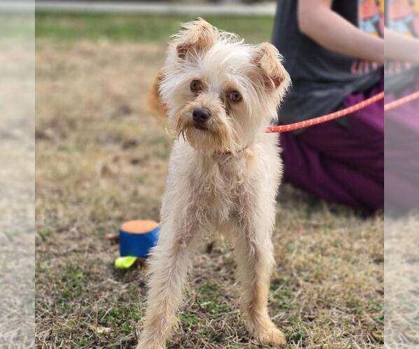 Medium Photo #1 Mutt Puppy For Sale in Yardley, PA, USA