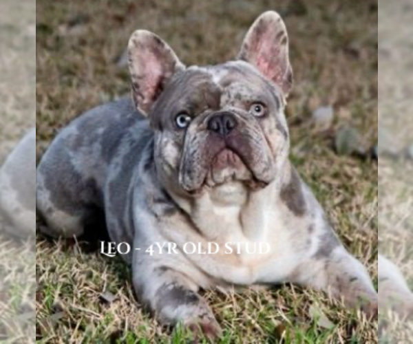 Medium Photo #1 French Bulldog Puppy For Sale in HUNTSVILLE, TX, USA