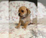 Small Photo #15 Puggle Puppy For Sale in LAKELAND, FL, USA