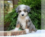 Small #1 Bernedoodle (Miniature)