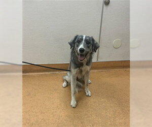 Australian Shepherd-Unknown Mix Dogs for adoption in Martinez, CA, USA