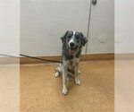 Small Australian Shepherd Mix